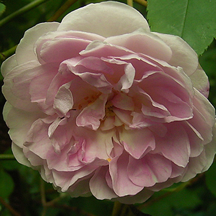 Photos Rosa - 