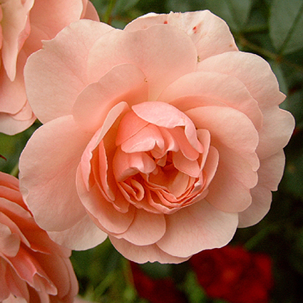 Foto Rosa - 