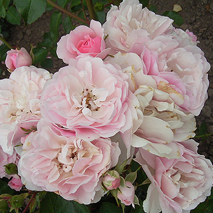 Photos Rosa - Rose