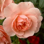 Photos Rosa