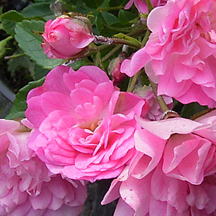 Photos Rosa - Rose