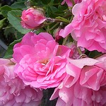 Photos Rosa