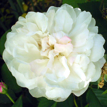Photos Rosa - Rose