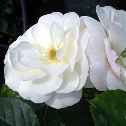 Photos Rosa - Rose