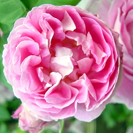 Foto Rosa - 