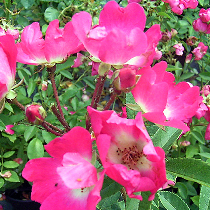 Fotos Rosa - 