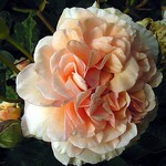 Photos Rosa