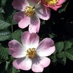 Photos Rosa canina