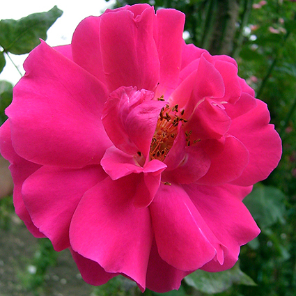 Photos Rosa - Rose