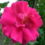 Photos Rosa