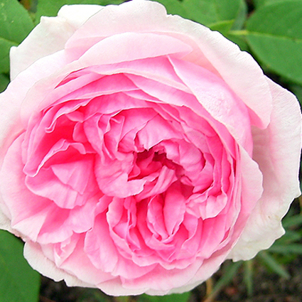 Photos Rosa - Rose