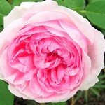 Photos Rosa