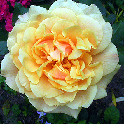 Photos Rosa - Rose