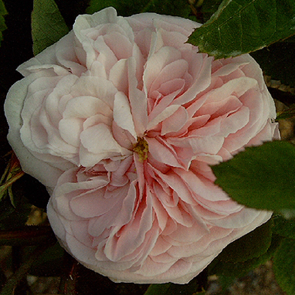 Photos Rosa - Rose