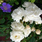 Photos Rosa