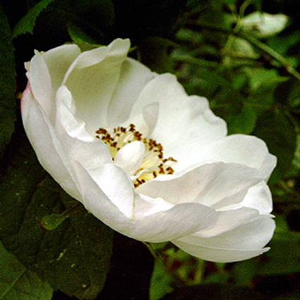 Photos Rosa - Rose