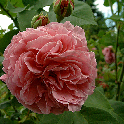 Fotos Rosa - 