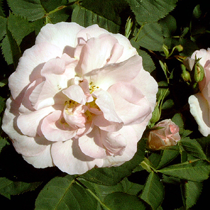 Photos Rosa - Rose