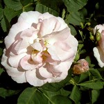 Photos Rosa
