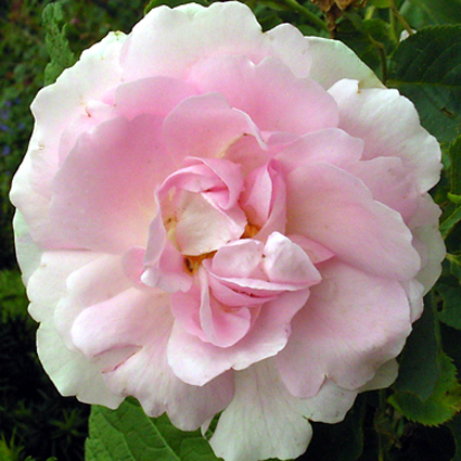 Photos Rosa - Rose