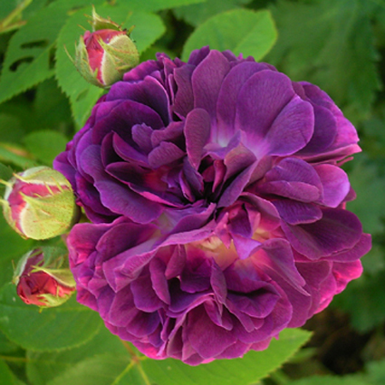 Foto Rosa - 