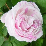 Photos Rosa