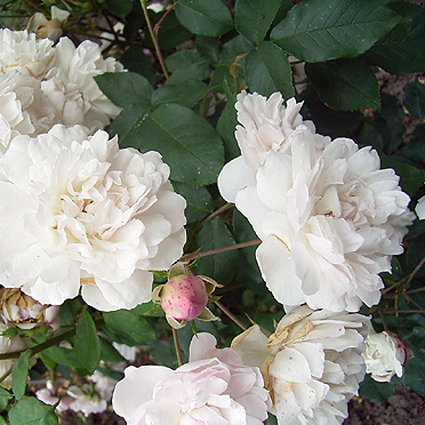 Photos Rosa - Rose