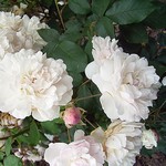 Photos Rosa