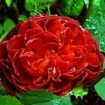 Photos Rosa