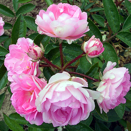 Photos Rosa - Rose
