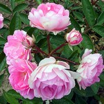 Photos Rosa