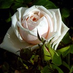 Photos Rosa