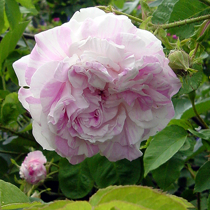Photos Rosa - Rose