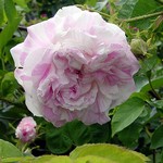 Photos Rosa