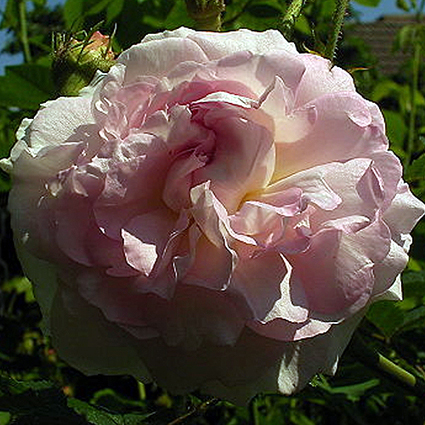 Photos Rosa - Rose