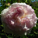 Photos Rosa