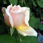 Photos Rosa