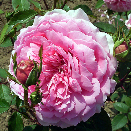 Photos Rosa - Rose