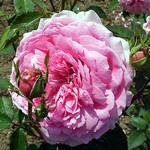 Photos Rosa