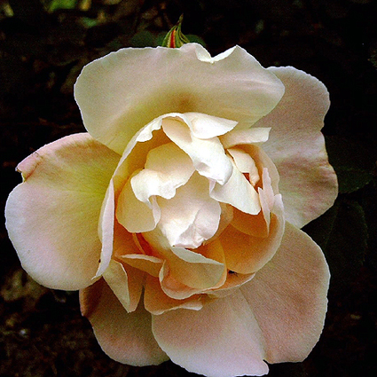 Photos Rosa - Rose