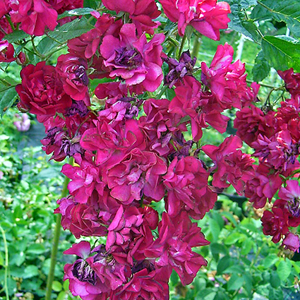 Fotos Rosa - 