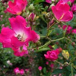 Photos Rosa