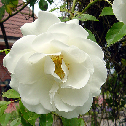 Foto Rosa - 