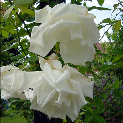 Photos Rosa - Rose
