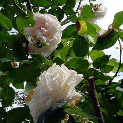 Fotos Rosa - 