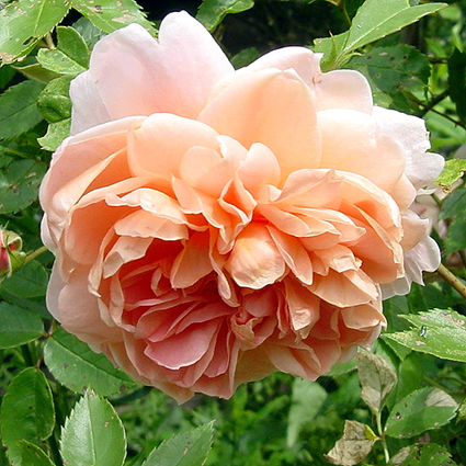 Photos Rosa - Rose