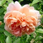 Photos Rosa