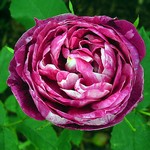 Photos Rosa
