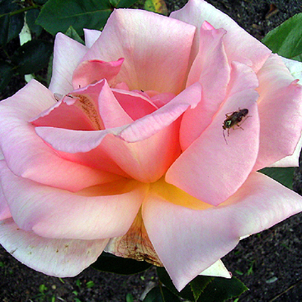 Photos Rosa - Rose