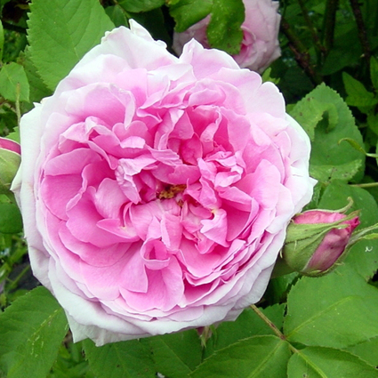 Photos Rosa - Rose